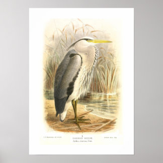 Common Heron Poster