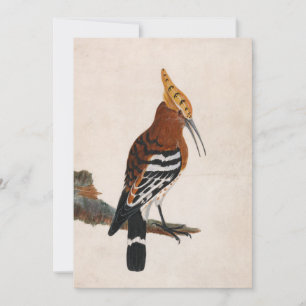 Common Hoopoe William Lewin