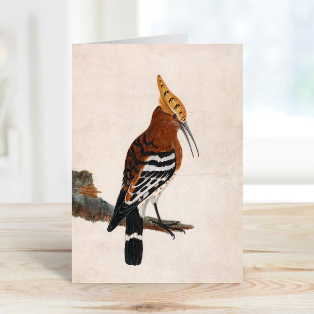 Common Hoopoe | William Lewin Kort (Skapare uppladdad)