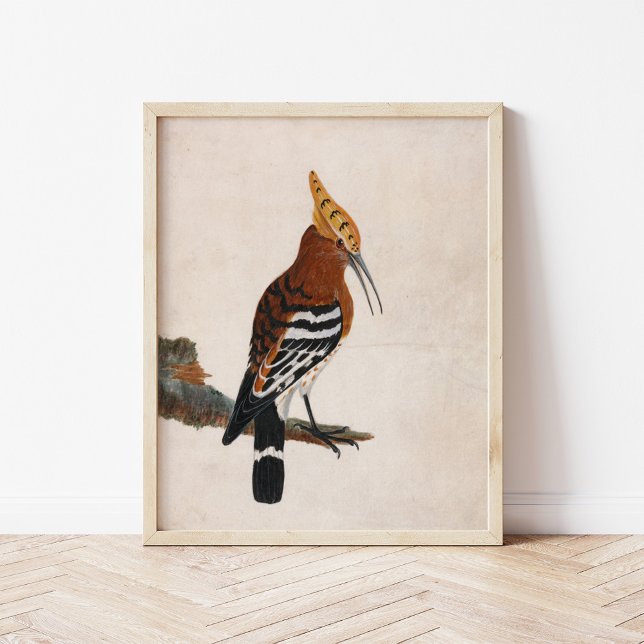 Common Hoopoe | William Lewin Poster (Skapare uppladdad)