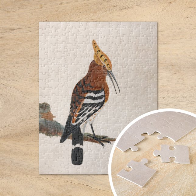 Common Hoopoe | William Lewin Pussel (Skapare uppladdad)