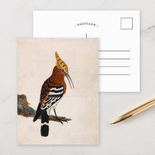 Common Hoopoe William Lewin Vykort