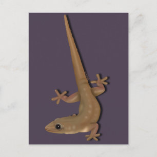 Common House Gecko Vykort