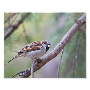 Common House Sparrow i Träd Photography Print Fototryck