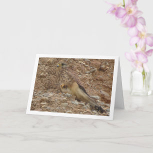 Common Kestrel Bird, Falco Tinnunculus Kort