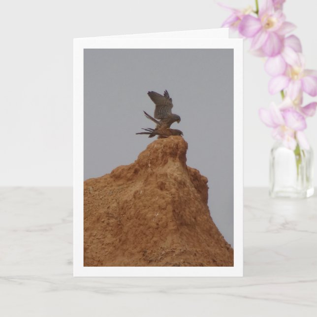 Common Kestrel Birds Mating, Falco Tinnunculus Car Kort (Orkide)