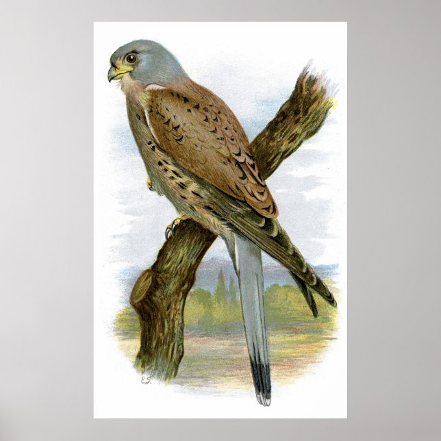 Common Kestrel - Falco tinnunculus Poster (Framsidan)