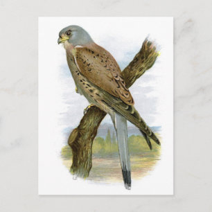 Common Kestrel - Falco tinnunculus Vykort