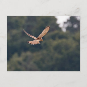 Common Kestrel hovrar i sökandet efter be Vykort
