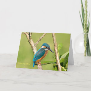 Common Kingfisher for Get well Card Kort