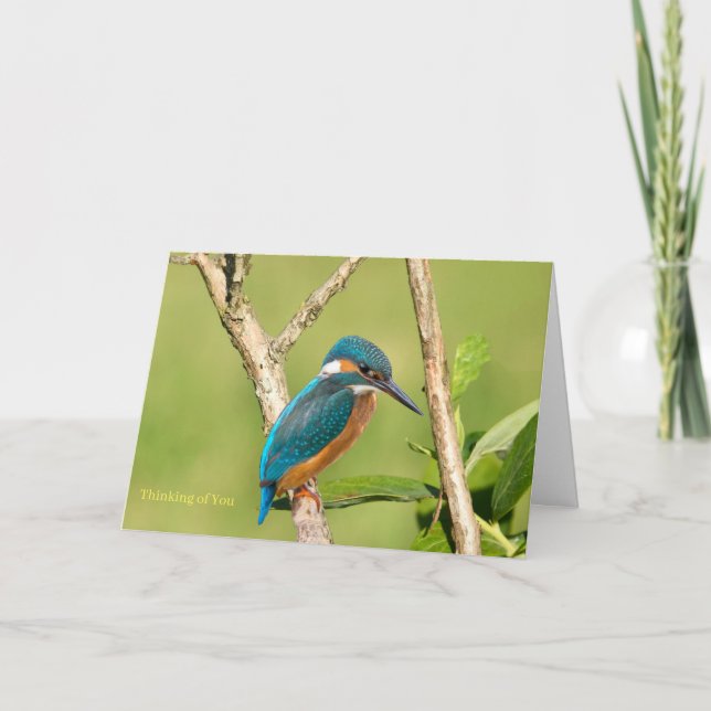 Common Kingfisher for Get well Card Kort (Framsida)