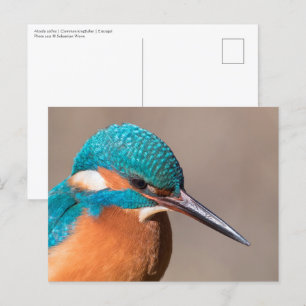Common Kingfisher Nature Photo Vykort