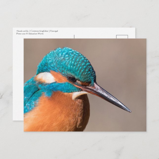 Common Kingfisher Nature Photo Vykort (Fram/baksida)