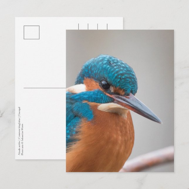 Common Kingfisher Nature Photo Vykort (Fram/baksida)