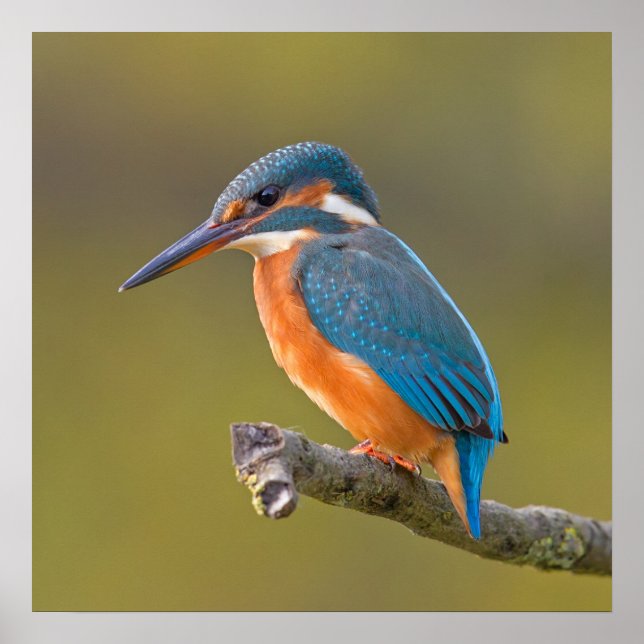 Common Kingfisher Poster (Framsidan)