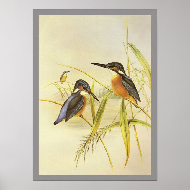 Common Kingfisher Poster (Framsidan)