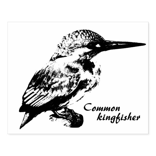 Common kingfisher stämpel (Tryck)
