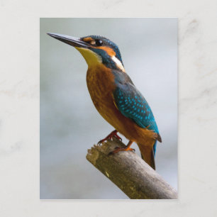 Common Kingfisher Vykort