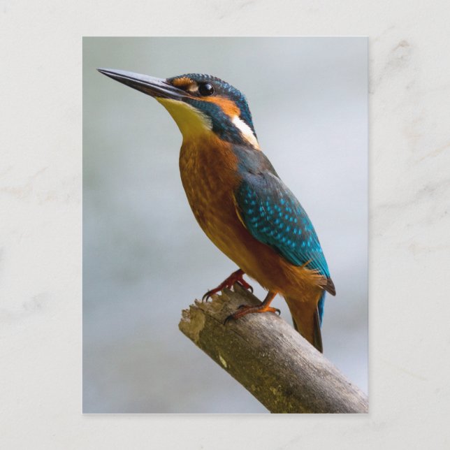 Common Kingfisher Vykort (Framsida)