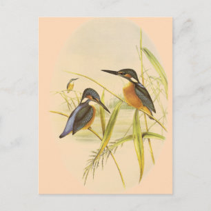 Common Kingfisher Vykort
