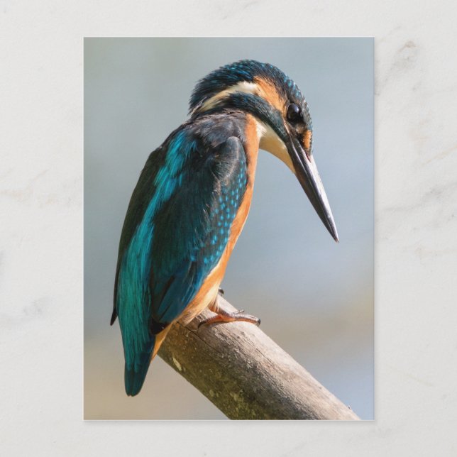Common Kingfisher Vykort (Framsida)