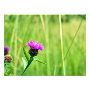 Common Knapweed Fototryck