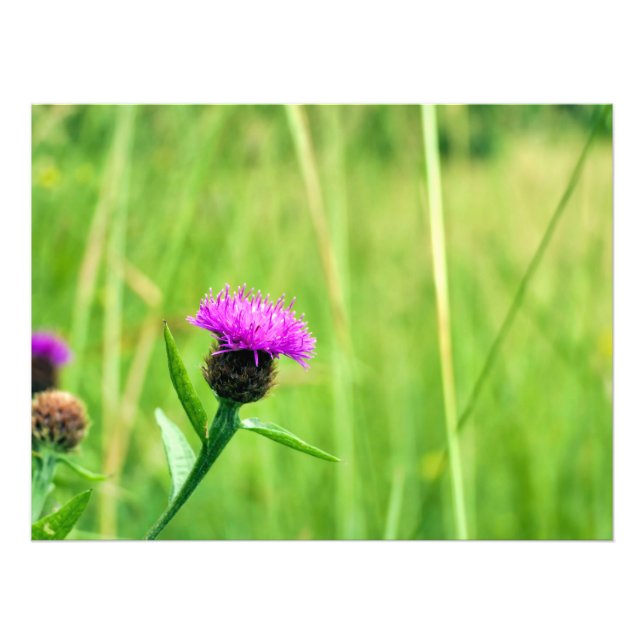 Common Knapweed Fototryck (Framsidan)