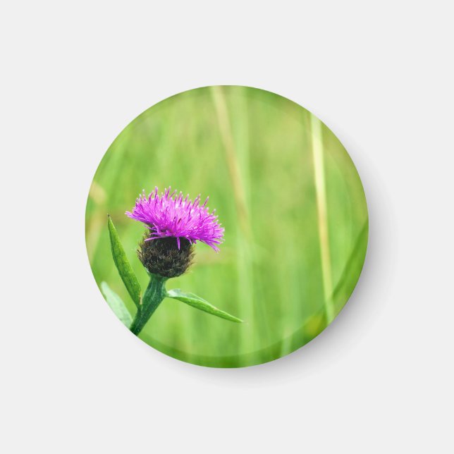 Common Knapweed Magnet (Framsidan)