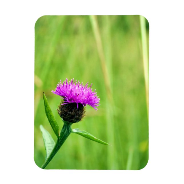 Common Knapweed Magnet (Vertikal)