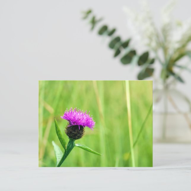 Common Knapweed Vykort (Stående Fram)