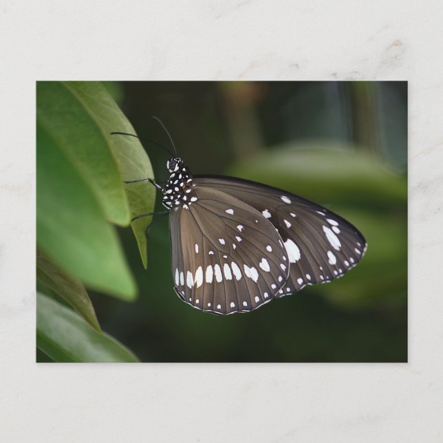 Common Kråka Butterfly Vykort (Framsida)