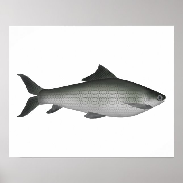 Common Labeo Poster (Framsidan)