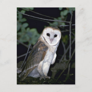 Common ladu-uggla, Tyto alba, Kalifornien, USA Vykort