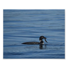 Common Loon, Guemes Island, WA Fototryck