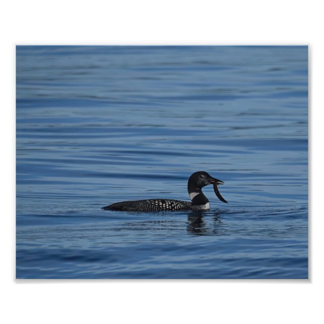 Common Loon, Guemes Island, WA Fototryck (Framsidan)