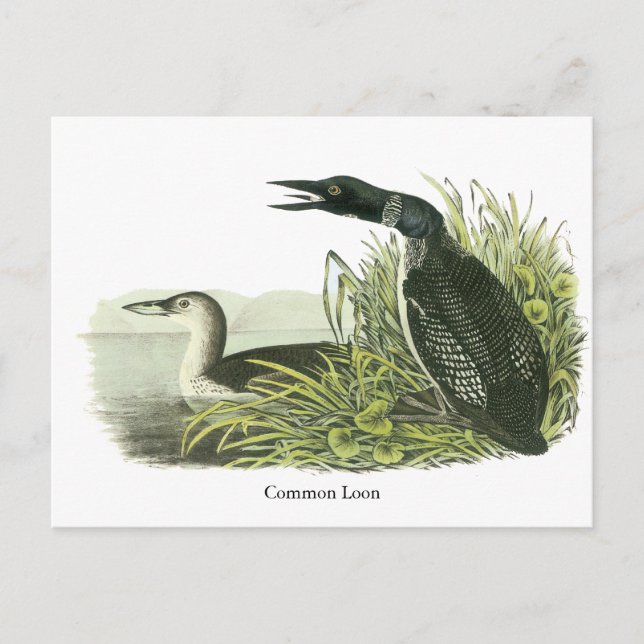Common Loon, John Audubon Vykort (Framsida)
