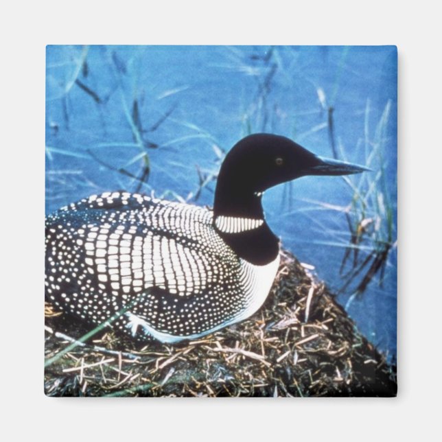 Common Loon on Nest Magnet (Framsidan)