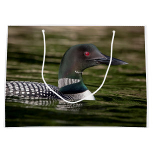Common Loon på Jabe Pond