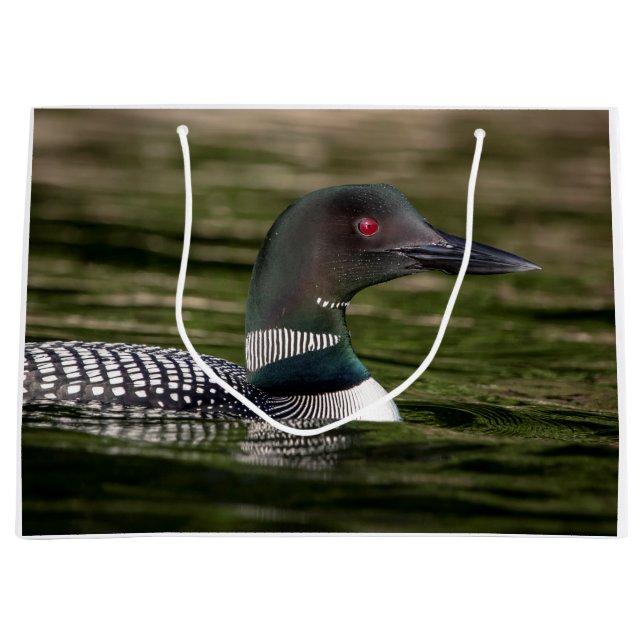 Common Loon på Jabe Pond (Framsidan)
