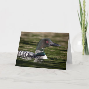 Common Loon på Jabe Pond Kort