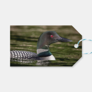 Common Loon på Jabe Pond Presentetikett
