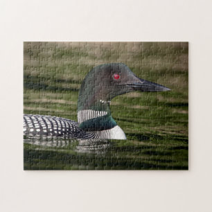 Common Loon på Jabe Pond Pussel