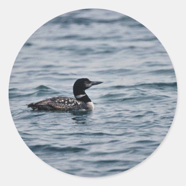 Common Loon Runt Klistermärke (Framsida)