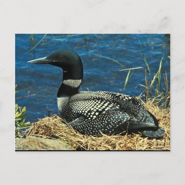 Common Loon Vykort (Framsida)