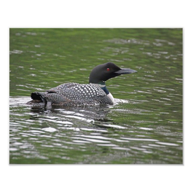 Common Loon Wildlife Photo Print Fototryck (Framsidan)