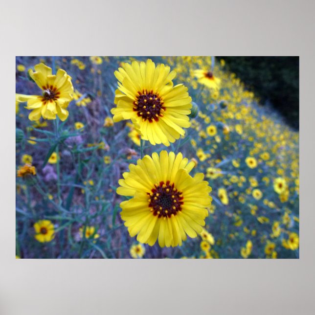 Common Madia Flowers i Sequoias nationalpark Poster (Framsidan)