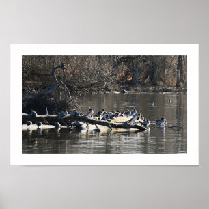 Common Merganser Ankor på Poster av logg