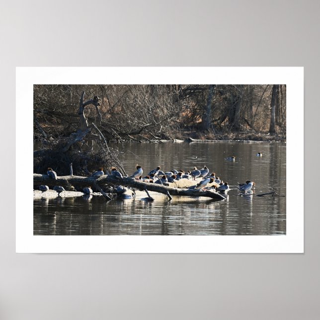 Common Merganser Ankor på Poster av logg (Framsidan)