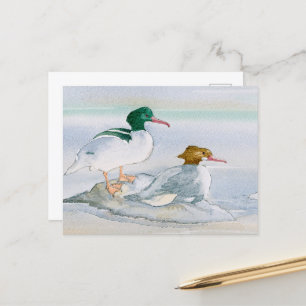 Common Merganser Goosander Bird Anka vykort