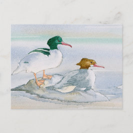 Common Merganser Goosander Bird Anka vykort